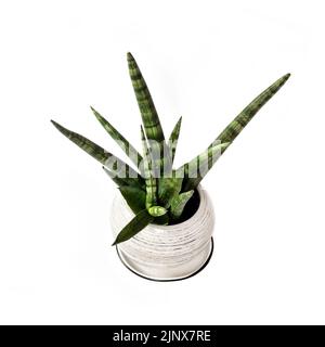 Vergossene Sansevieria cylindrica var. Patula isoliert auf weißem Hintergrund. Sansevieria cylindrica auch als zylindrische Schlangenpflanze, afrikanische Spea, bekannt Stockfoto