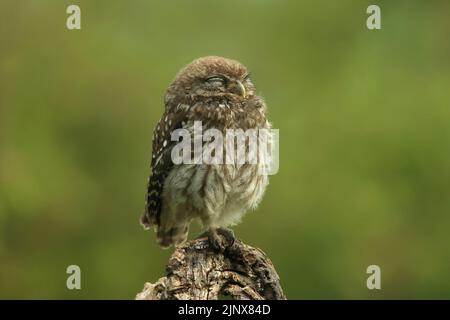 Eine wilde kleine Eule (Athene noctua) ist am Morgen ermüden, bevor sie aktiv auf die Jagd nach Insekten und Würmern in einem Obstgarten geht. Den Bosch-Bereich. Stockfoto