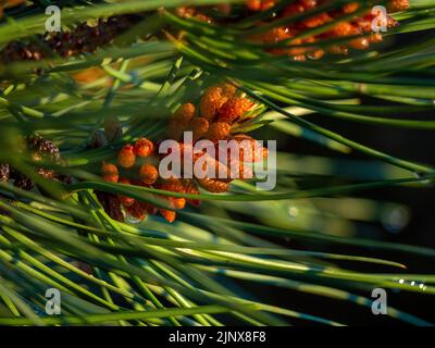 Gruppe von Zirbenkernen im Nadelwald. Stockfoto