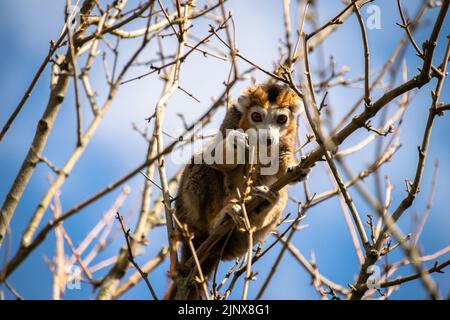 Gekrönter Lemur, der auf der Suche nach Essen einen Baum bestiegen hat, Edinburgh Zoo Stockfoto