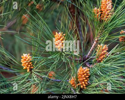 Gruppe von Zirbenkernen im Nadelwald. Stockfoto