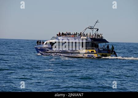 Ein Touristenboot zur Walbeobachtung fährt in den Pazifischen Ozean in der Nähe von Kaikoura auf der Südinsel Neuseelands Stockfoto