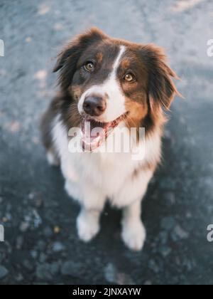 Aussie Hundeportrait. Aufnahme eines australischen Schäfers über dem Kopf, der die Kamera anschaut Stockfoto