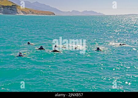 Eine kleine Gruppe von Touristen in nassen Anzügen und Schutzbrillen von einem Schwimmen mit Delfinboot, versuchen, näher an eine Schar von Dusky Delphinen im Pazifik schwimmen Stockfoto