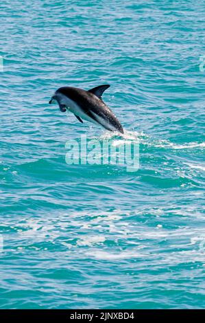 Ein Dusky Delfin (Lagenorhynchus obscurus), der seine bemerkenswerte Akrobatik vorführt. Der Dusky Dolphin ist der lebhafteste Delphin der Welt und kann gesehen werden Stockfoto