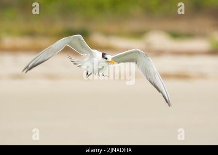 Royal Tern, Sebastian Inlet Stockfoto