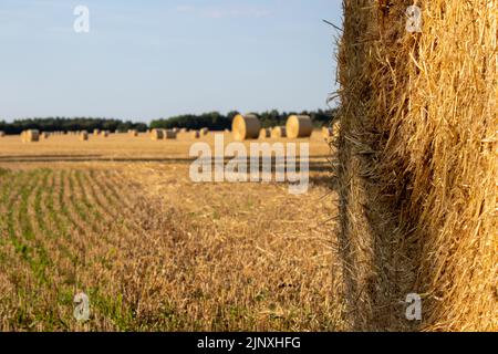 Heuballen auf dem Feld nach der Ernte, Dänemark. Goldene Stunde auf dem Land. Nahaufnahme eines Heuballen. Unscharfer Hintergrund. Stockfoto