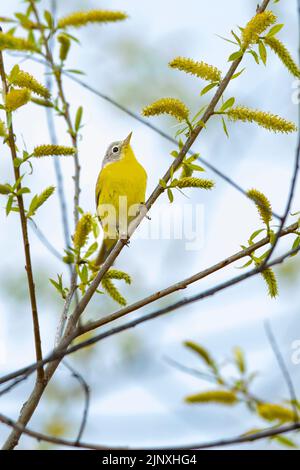 Nashville-Waldsänger (Vermivora ruficapilla), Männchen, Zuchtgefieder Stockfoto