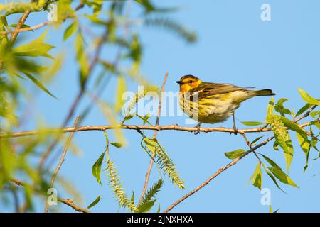 Cape May Warbler (Setophaga tigrina), männlich, Zucht Gefieder Stockfoto