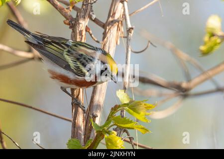 Kastanien-seitig Warbler (Setophaga pensylvanica), männlich, Zucht Gefieder Stockfoto