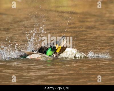 Mallard Ducks (Anas platyrhynchos), ein Männchen, das ein Weibchen angreift Stockfoto