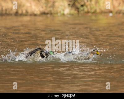 Mallard Ducks (Anas platyrhynchos), ein Männchen, das ein Weibchen angreift Stockfoto