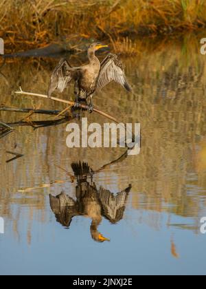 Doppeltes Kormoran (Phalacrocorax auritus) sonnet, während es auf einem Haken über dem Wasser thront Stockfoto