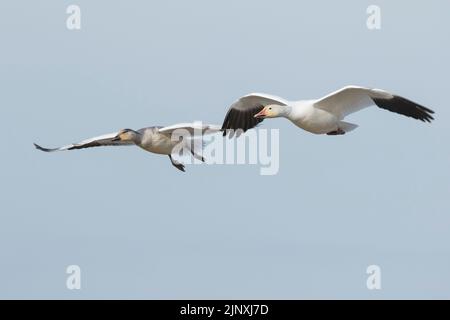 Schnee Gänse (Anser Caerulescens) im Flug Stockfoto