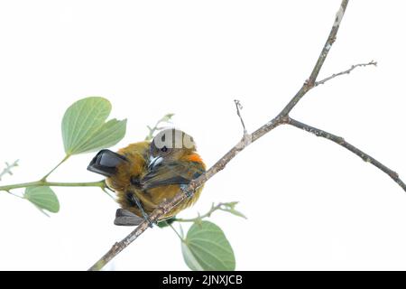 Cherrie's Tanager (Ramphocelus costaricensis), weibliche Prärie Stockfoto