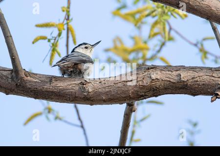 Weißer-breasted Kleiber (Sitta Carolinensis) Stockfoto