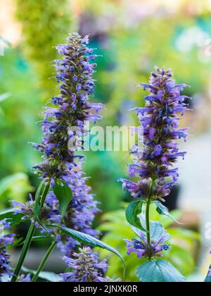 Aufrechte Stacheln mit lang anhaltenden Massen von blauen Blüten der halbharten Trockenheit tolerant mehrjährige Anis-Ysop, Agastache 'Blue Boa' Stockfoto