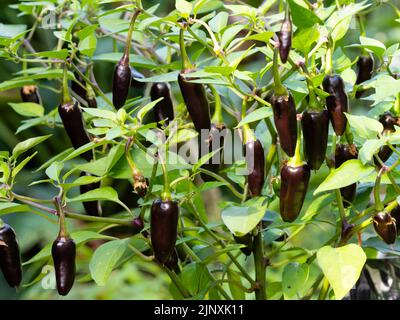 Unreife schwarze Früchte des mittelscharfen Chilischepfeffers, Capsicum annuum 'Chenzo' Stockfoto