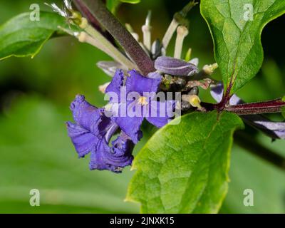 Kleine blaue Trompetenblüten der nicht kletternden Staude clematis, Clematis tubulosa 'Cassandra' Stockfoto