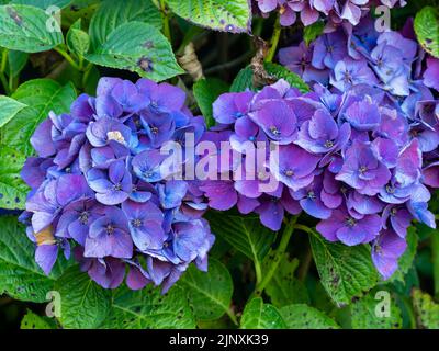 Violett-blaue Blüten der robusten Mophead-Hortensia, Hydrangea macrophylla 'Pia' Stockfoto