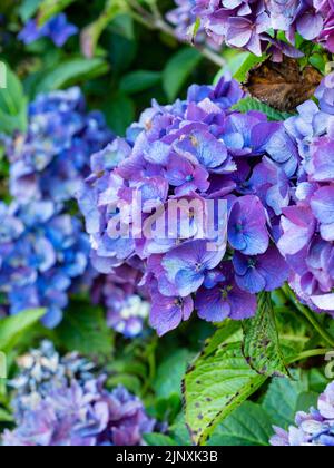 Violett-blaue Blüten der robusten Mophead-Hortensia, Hydrangea macrophylla 'Pia' Stockfoto