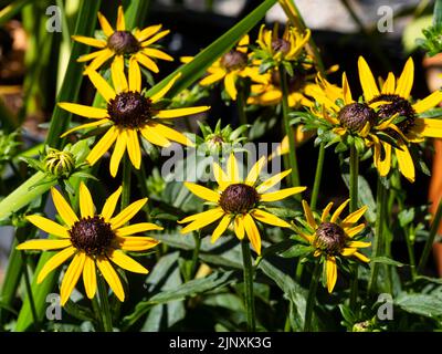 Schwarze zentrierte gelbe Blüten der winterharten, mehrjährigen kompakten Form von Black Eyed Susan, Rudbeckia 'Little Goldstar' Stockfoto