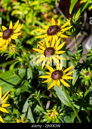 Schwarze zentrierte gelbe Blüten der winterharten, mehrjährigen kompakten Form von Black Eyed Susan, Rudbeckia 'Little Goldstar' Stockfoto