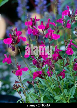 Blumen des Sommers bis herbstblühender Salbei, Salvia greggii 'Mirage Neon Rose' Stockfoto