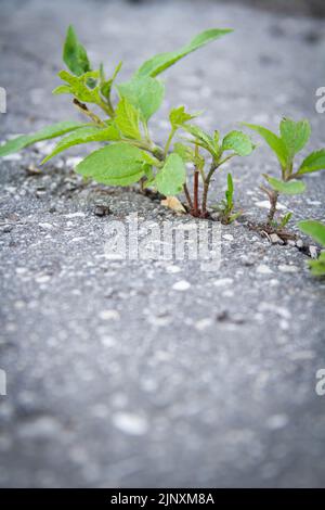 Die Kraft des Wachstums. Durch den Asphalt sprießen die Sprossen. Die Anlage brach durch den Beton. Kraft der Natur. Überwuchert. Stockfoto