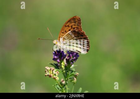 Silber-washed Fritillary butterfly Stockfoto