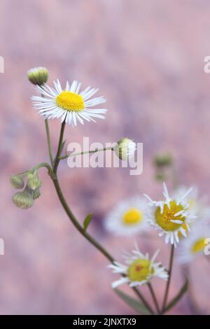 Weiße schöne Blüten von Erigeron strigosus. Wilde Pflanze. Gänseblümchen. Stockfoto