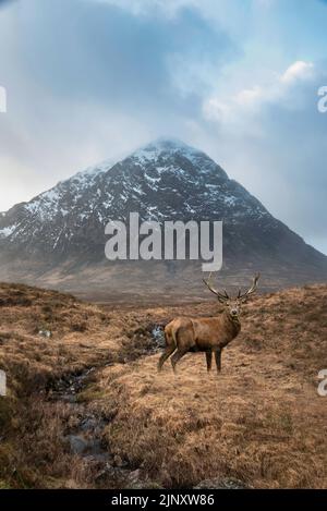 Zusammengesetztes Bild eines Rothirschhirsches in einer wunderschönen Landschaft Winterportrait des Stob Dearg Buachaille Etive Mor Berges und schneebedeckter Gipfel im schottischen H Stockfoto