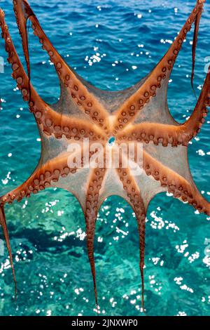 Tintenfisch/Tintenfisch, der vor einem Restaurant in Ammoudi Bay, Oia, Santorini, griechische Inseln, Griechenland zum Trocknen aufgehängt wird. Stockfoto