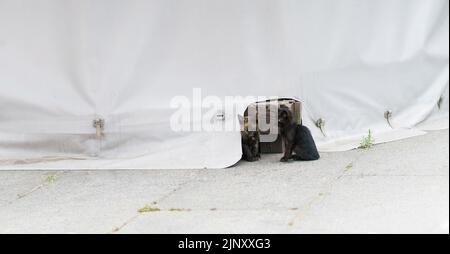 Streunende Kätzchen, die außerhalb der Plane sitzen, mit einem Loch, das sie verstecken können. Schwarze und zwei gestromte dunkelbraune Jungtiere im Freien. Kätzchen auf der Straße. Heimatlose Kätzchen. Stockfoto
