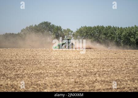 Ein Traktor pflügt während einer Dürre in Norfolk ein Feld, während die Pflanzen austrocknen und Schlauchleitungen und Bewässerungsverbote durchgesetzt werden, Norfolk, Großbritannien. Stockfoto