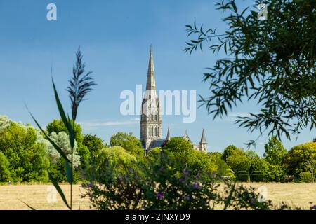 Salisbury Cathedral an einem Sommernachmittag über die Harnham Water Meadows, Wiltshire, England. Stockfoto