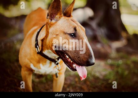 Porträt eines niedlichen schönen fröhlichen Ingwer-Stier Terrier im Park an einem sonnigen Sommertag. Ein Spaziergang mit Ihrem Lieblingshund in der Natur. Stockfoto