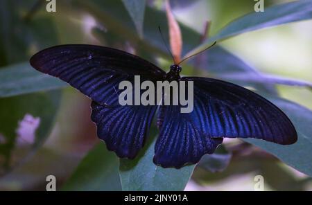 14. August 2022, Kathmandu, Bagmati, Nepal: Himalayan Spangle (Papilio protenor Cramer) ruht am 14. August 2022 in einem Garten in Kathmandu, Nepal, auf Blättern eines Baumes. Papilio protenor, allgemein als Spangle bezeichnet, sind Schmetterlingsarten, die in vielen Teilen Südostasiens vorkommen. (Bild: © Sunil Sharma/ZUMA Press Wire) Stockfoto