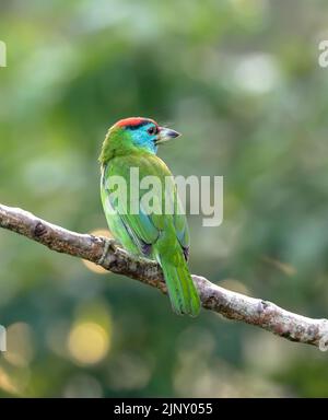 Der Blaukehlbarbet ist ein asiatischer Barbet, der in den Ausläufern des Himalaya und Südostasiens beheimatet ist. Stockfoto