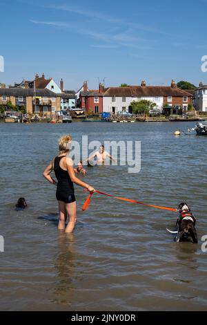 WIVENHOE IN ESSEX, VOM GEGENÜBERLIEGENDEN UFER (ROWHEDGE) AUS FOTOGRAFIERT. HUNDE UND MENSCHEN HABEN SPASS BEIM SCHWIMMEN IN DER HITZEWELLE VON 2022. Stockfoto