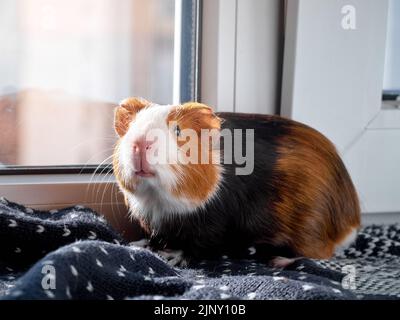 Niedliches rotes und weißes Meerschweinchen. Stockfoto