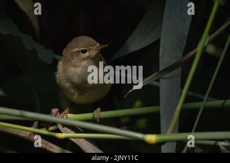 Chiffchaff (Phylloscopus collybita) auf einem Schilf neben dem Fluss Tay in Perth, Großbritannien. Stockfoto