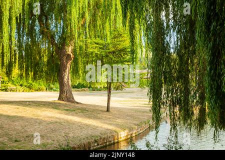 Sommernachmittag in den Queen Elizabeth Gardens in Salisbury, Wiltshire, England. Stockfoto