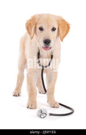 Junge Tierärztin Golden Retriever im weißen Hintergrund Studio Stockfoto