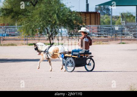 Frau, die auf einem zweirädrigen Miniatur-Pferdewagen auf einer Mini-Pferdeshow in Phoenix, Arizona, USA, reitet Stockfoto