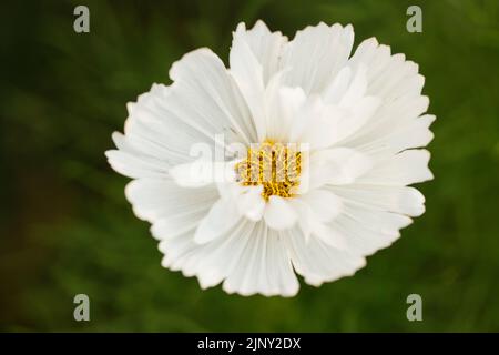 Weißer Kosmos „Cupcakes Blush“ Stockfoto