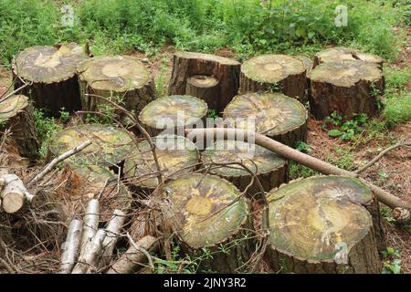 Schneiden Sie Baumstämme in einem bewaldeten Gebiet. Moos beginnt auf ihnen zu wachsen, während dann zu wittern beginnt Stockfoto