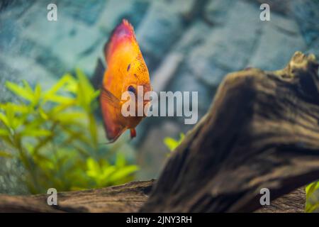 Nahaufnahme der Rotmelone-Diskusfische im Aquarium. Hobby-Konzept. Schweden. Stockfoto