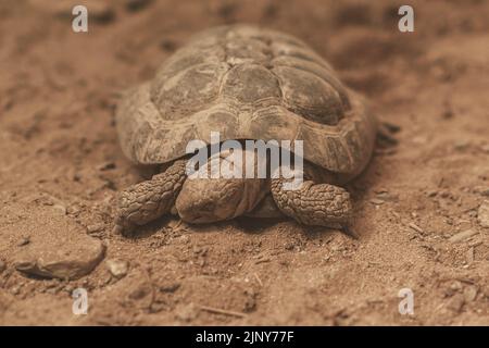 Die Wüstenschildkröte von Agassiz (Gopherus agassizii) überquert die Straße, slowakischer ZOO Stockfoto