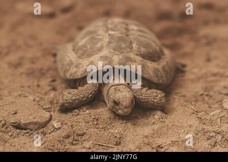 Die Wüstenschildkröte von Agassiz (Gopherus agassizii) überquert die Straße, slowakischer ZOO Stockfoto